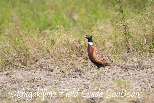 9%e6%9c%8826%e6%97%a5%e7%9f%b3%e5%9e%a3%e5%b3%b6%e3%83%90%e3%83%bc%e3%83%89%e3%82%a6%e3%82%aa%e3%83%83%e3%83%81%e3%83%b3%e3%82%b0%ef%bc%86%e9%87%8e%e9%b3%a5%e6%92%ae%e5%bd%b1%e3%82%ac%e3%82%a4