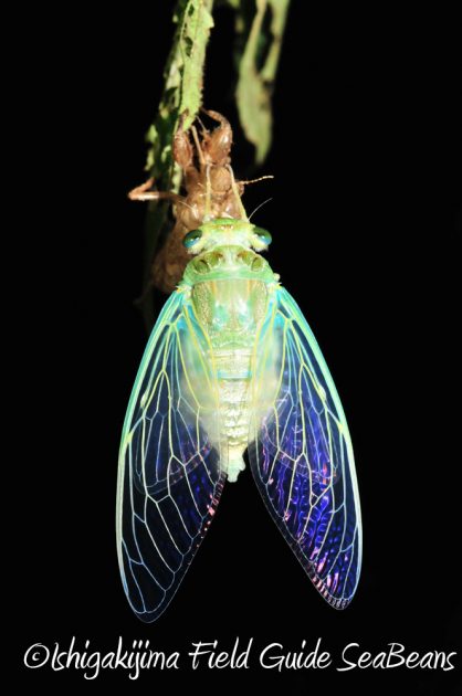 9%e6%9c%8819%e6%97%a5%e7%9f%b3%e5%9e%a3%e5%b3%b6%e3%83%8a%e3%82%a4%e3%83%88%e3%83%84%e3%82%a2%e3%83%bc10