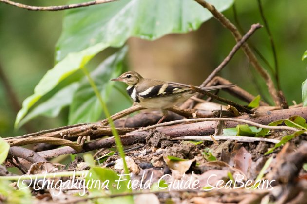 9%e6%9c%8828%e6%97%a5%e7%9f%b3%e5%9e%a3%e5%b3%b6%e3%83%90%e3%83%bc%e3%83%89%e3%82%a6%e3%82%aa%e3%83%83%e3%83%81%e3%83%b3%e3%82%b0%ef%bc%86%e9%87%8e%e9%b3%a5%e8%a6%b3%e5%af%9f%e3%82%ac%e3%82%a4