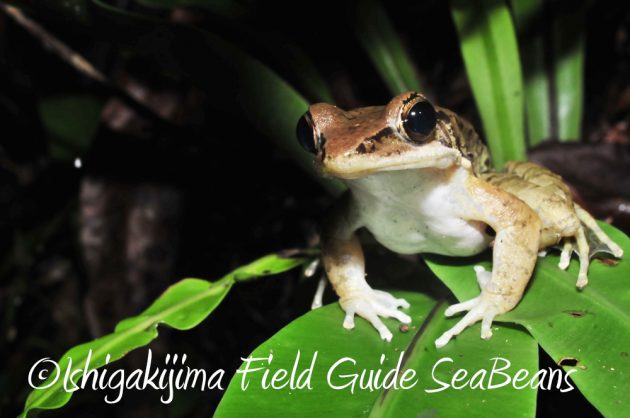 9%e6%9c%8810%e6%97%a5%e7%9f%b3%e5%9e%a3%e5%b3%b6%e3%83%8a%e3%82%a4%e3%83%88%e3%83%84%e3%82%a2%e3%83%bc5