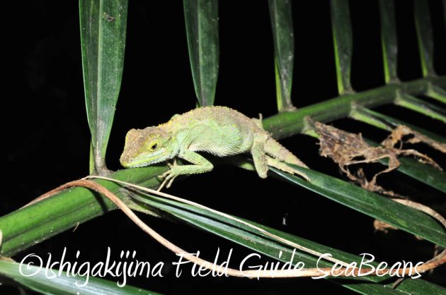 9%e6%9c%8819%e6%97%a5%e7%9f%b3%e5%9e%a3%e5%b3%b6%e3%83%8a%e3%82%a4%e3%83%88%e3%83%84%e3%82%a2%e3%83%bc5