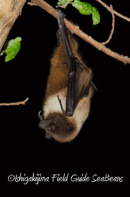 9%e6%9c%889%e6%97%a5%e7%9f%b3%e5%9e%a3%e5%b3%b6%e3%83%8a%e3%82%a4%e3%83%88%e3%83%84%e3%82%a2%e3%83%bc19