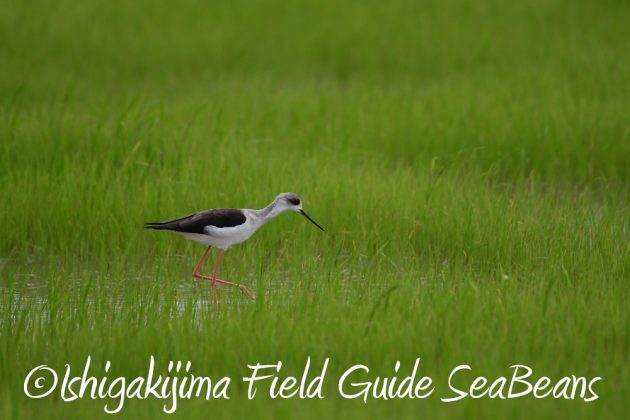 9%e6%9c%8822%e6%97%a5%e7%9f%b3%e5%9e%a3%e5%b3%b6%e3%83%90%e3%83%bc%e3%83%89%e3%82%a6%e3%82%aa%e3%83%83%e3%83%81%e3%83%b3%e3%82%b0%ef%bc%86%e9%87%8e%e9%b3%a5%e6%92%ae%e5%bd%b1%e3%82%ac%e3%82%a4