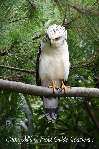 9月7日石垣島バードウオッチング&野鳥撮影ガイド15