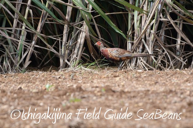 9%e6%9c%8814%e6%97%a5%e7%9f%b3%e5%9e%a3%e5%b3%b6%e3%83%90%e3%83%bc%e3%83%89%e3%82%a6%e3%82%aa%e3%83%83%e3%83%81%e3%83%b3%e3%82%b0%ef%bc%86%e9%87%8e%e9%b3%a5%e6%92%ae%e5%bd%b1%e3%82%ac%e3%82%a4