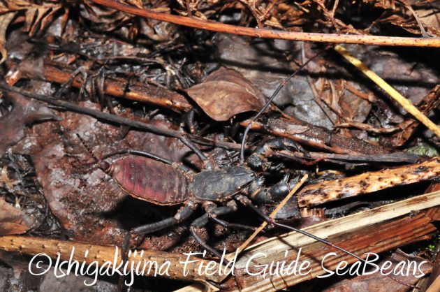 9%e6%9c%88%ef%bc%91%ef%bc%91%e6%97%a5%e7%9f%b3%e5%9e%a3%e5%b3%b6%e3%83%8a%e3%82%a4%e3%83%88%e3%83%84%e3%82%a2%e3%83%bc13