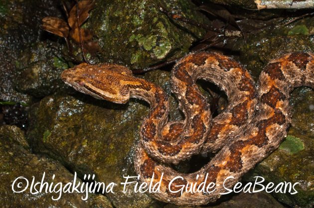 9%e6%9c%889%e6%97%a5%e7%9f%b3%e5%9e%a3%e5%b3%b6%e3%83%8a%e3%82%a4%e3%83%88%e3%83%84%e3%82%a2%e3%83%bc10