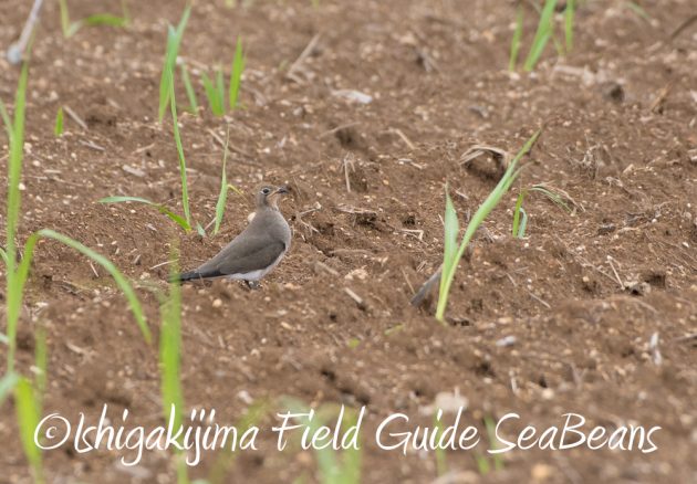 9%e6%9c%889%e6%97%a5%e7%9f%b3%e5%9e%a3%e5%b3%b6%e3%83%90%e3%83%bc%e3%83%89%e3%82%a6%e3%82%aa%e3%83%83%e3%83%81%e3%83%b3%e3%82%b0%ef%bc%86%e9%87%8e%e9%b3%a5%e6%92%ae%e5%bd%b1%e3%82%ac%e3%82%a4%e3%83%89