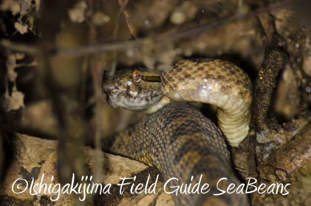 9%e6%9c%88%ef%bc%91%ef%bc%91%e6%97%a5%e7%9f%b3%e5%9e%a3%e5%b3%b6%e3%83%8a%e3%82%a4%e3%83%88%e3%83%84%e3%82%a2%e3%83%bc7