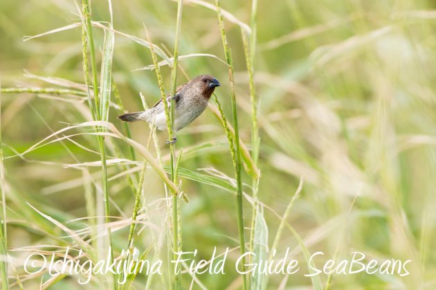 9%e6%9c%8830%e6%97%a5%e7%9f%b3%e5%9e%a3%e5%b3%b6%e3%83%90%e3%83%bc%e3%83%89%e3%82%a6%e3%82%aa%e3%83%83%e3%83%81%e3%83%b3%e3%82%b0%ef%bc%86%e9%87%8e%e9%b3%a5%e6%92%ae%e5%bd%b1%e3%82%ac%e3%82%a4