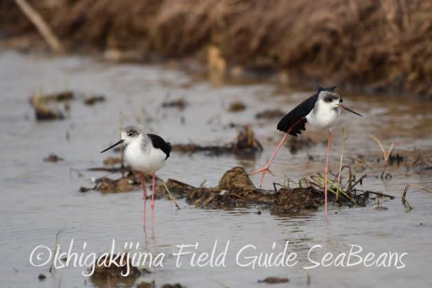 9%e6%9c%8828%e6%97%a5%e7%9f%b3%e5%9e%a3%e5%b3%b6%e3%83%90%e3%83%bc%e3%83%89%e3%82%a6%e3%82%aa%e3%83%83%e3%83%81%e3%83%b3%e3%82%b0%ef%bc%86%e9%87%8e%e9%b3%a5%e8%a6%b3%e5%af%9f%e3%82%ac%e3%82%a4