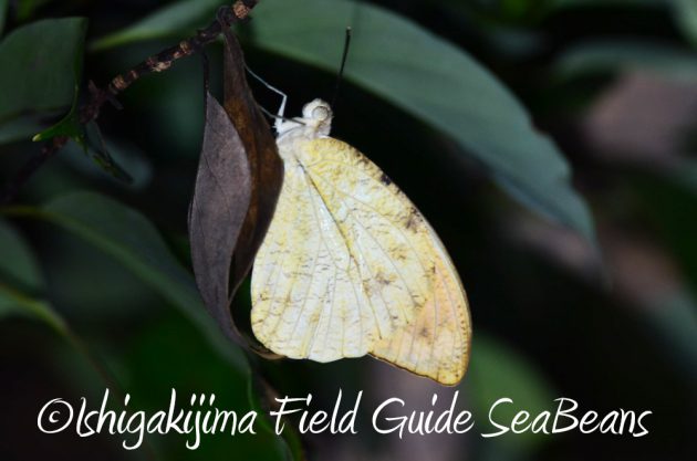 9%e6%9c%8825%e6%97%a5%e7%9f%b3%e5%9e%a3%e5%b3%b6%e3%83%8a%e3%82%a4%e3%83%88%e3%83%84%e3%82%a2%e3%83%bc12