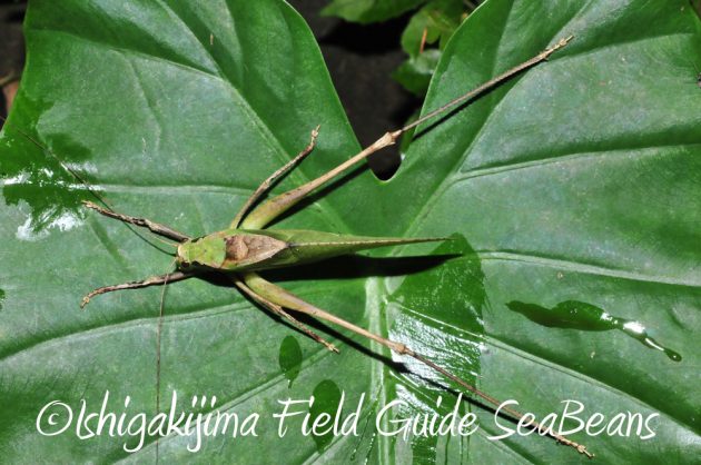 9%e6%9c%8819%e6%97%a5%e7%9f%b3%e5%9e%a3%e5%b3%b6%e3%83%8a%e3%82%a4%e3%83%88%e3%83%84%e3%82%a2%e3%83%bc17