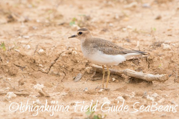 9%e6%9c%8821%e6%97%a5%e7%9f%b3%e5%9e%a3%e5%b3%b6%e3%83%90%e3%83%bc%e3%83%89%e3%82%a6%e3%82%aa%e3%83%83%e3%83%81%e3%83%b3%e3%82%b0%ef%bc%86%e9%87%8e%e9%b3%a5%e6%92%ae%e5%bd%b1%e3%82%ac%e3%82%a4