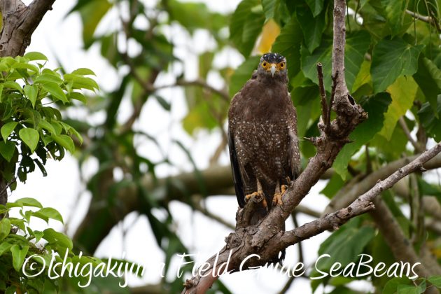 9%e6%9c%889%e6%97%a5%e7%9f%b3%e5%9e%a3%e5%b3%b6%e3%83%90%e3%83%bc%e3%83%89%e3%82%a6%e3%82%aa%e3%83%83%e3%83%81%e3%83%b3%e3%82%b0%ef%bc%86%e9%87%8e%e9%b3%a5%e6%92%ae%e5%bd%b1%e3%82%ac%e3%82%a4%e3%83%89