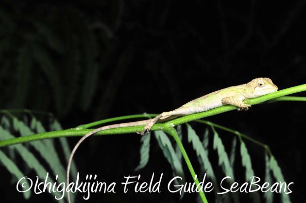 9%e6%9c%88%ef%bc%91%ef%bc%91%e6%97%a5%e7%9f%b3%e5%9e%a3%e5%b3%b6%e3%83%8a%e3%82%a4%e3%83%88%e3%83%84%e3%82%a2%e3%83%bc12