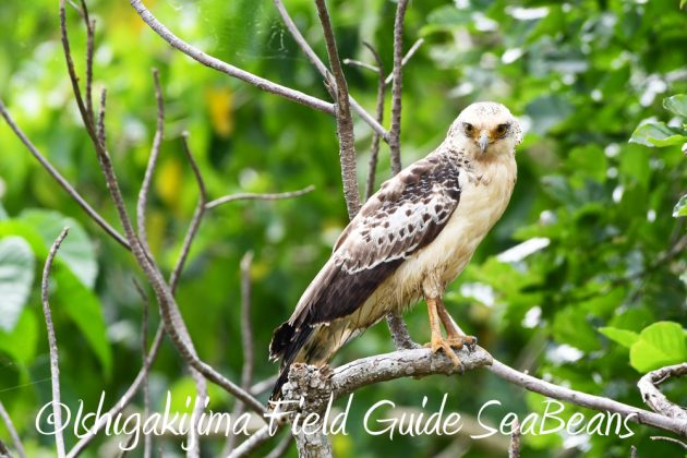 9%e6%9c%8823%e6%97%a5%e7%9f%b3%e5%9e%a3%e5%b3%b6%e3%83%90%e3%83%bc%e3%83%89%e3%82%a6%e3%82%aa%e3%83%83%e3%83%81%e3%83%b3%e3%82%b0%ef%bc%86%e9%87%8e%e9%b3%a5%e6%92%ae%e5%bd%b1%e3%82%ac%e3%82%a4