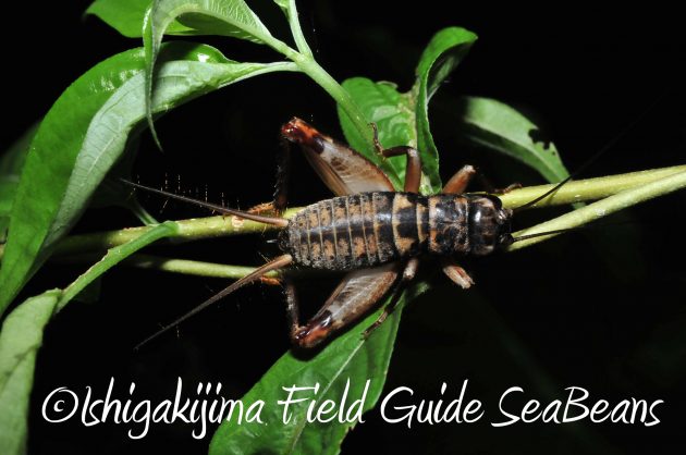 9月1日石垣島ナイトツアー7