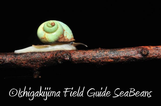 9%e6%9c%8814%e6%97%a5%e7%9f%b3%e5%9e%a3%e5%b3%b6%e3%83%8a%e3%82%a4%e3%83%88%e3%83%84%e3%82%a2%e3%83%bc15