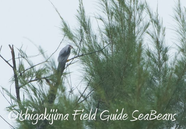 9月6日石垣島バードウオッチング&野鳥撮影ガイド9