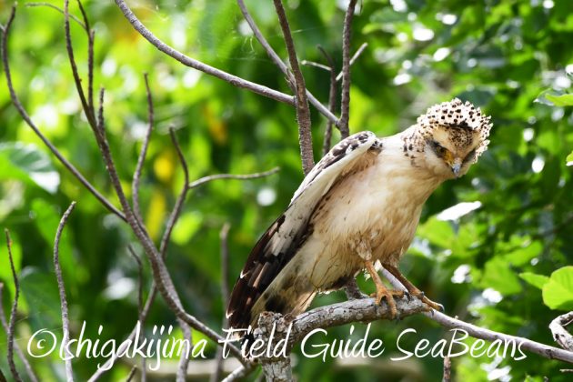 9%e6%9c%8823%e6%97%a5%e7%9f%b3%e5%9e%a3%e5%b3%b6%e3%83%90%e3%83%bc%e3%83%89%e3%82%a6%e3%82%aa%e3%83%83%e3%83%81%e3%83%b3%e3%82%b0%ef%bc%86%e9%87%8e%e9%b3%a5%e6%92%ae%e5%bd%b1%e3%82%ac%e3%82%a4