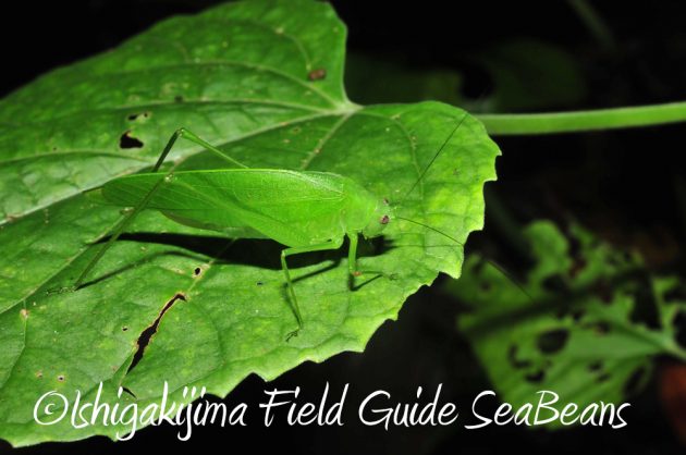 9%e6%9c%8810%e6%97%a5%e7%9f%b3%e5%9e%a3%e5%b3%b6%e3%83%8a%e3%82%a4%e3%83%88%e3%83%84%e3%82%a2%e3%83%bc10