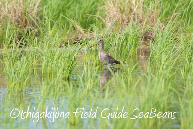 9%e6%9c%8813%e6%97%a5%e7%9f%b3%e5%9e%a3%e5%b3%b6%e3%83%90%e3%83%bc%e3%83%89%e3%82%a6%e3%82%aa%e3%83%83%e3%83%81%e3%83%b3%e3%82%b0%ef%bc%86%e9%87%8e%e9%b3%a5%e6%92%ae%e5%bd%b1%e3%82%ac%e3%82%a4