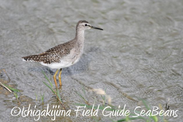 9%e6%9c%8826%e6%97%a5%e7%9f%b3%e5%9e%a3%e5%b3%b6%e3%83%90%e3%83%bc%e3%83%89%e3%82%a6%e3%82%aa%e3%83%83%e3%83%81%e3%83%b3%e3%82%b0%ef%bc%86%e9%87%8e%e9%b3%a5%e6%92%ae%e5%bd%b1%e3%82%ac%e3%82%a4