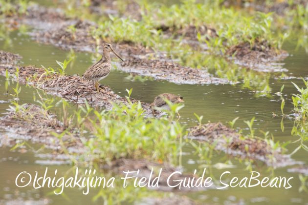 9%e6%9c%8814%e6%97%a5%e7%9f%b3%e5%9e%a3%e5%b3%b6%e3%83%90%e3%83%bc%e3%83%89%e3%82%a6%e3%82%aa%e3%83%83%e3%83%81%e3%83%b3%e3%82%b0%ef%bc%86%e9%87%8e%e9%b3%a5%e6%92%ae%e5%bd%b1%e3%82%ac%e3%82%a4