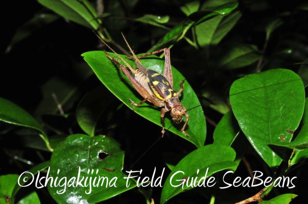 9%e6%9c%889%e6%97%a5%e7%9f%b3%e5%9e%a3%e5%b3%b6%e3%83%8a%e3%82%a4%e3%83%88%e3%83%84%e3%82%a2%e3%83%bc15