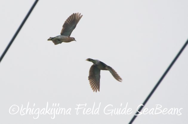 9%e6%9c%8821%e6%97%a5%e7%9f%b3%e5%9e%a3%e5%b3%b6%e3%83%90%e3%83%bc%e3%83%89%e3%82%a6%e3%82%aa%e3%83%83%e3%83%81%e3%83%b3%e3%82%b0%ef%bc%86%e9%87%8e%e9%b3%a5%e6%92%ae%e5%bd%b1%e3%82%ac%e3%82%a4