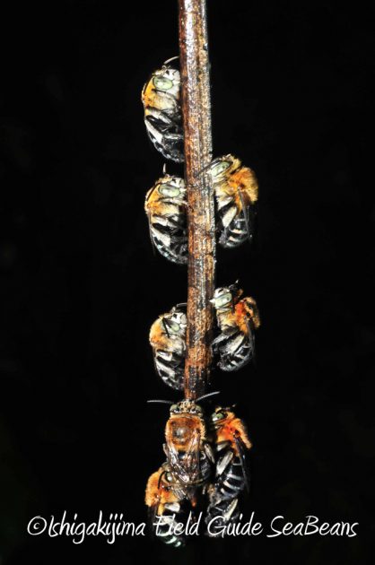 9%e6%9c%889%e6%97%a5%e7%9f%b3%e5%9e%a3%e5%b3%b6%e3%83%8a%e3%82%a4%e3%83%88%e3%83%84%e3%82%a2%e3%83%bc16