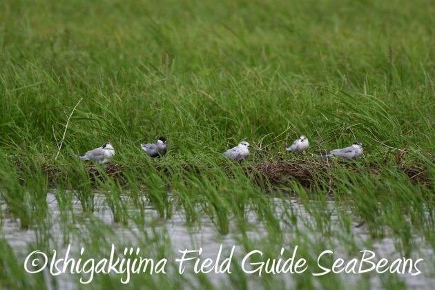 9%e6%9c%8822%e6%97%a5%e7%9f%b3%e5%9e%a3%e5%b3%b6%e3%83%90%e3%83%bc%e3%83%89%e3%82%a6%e3%82%aa%e3%83%83%e3%83%81%e3%83%b3%e3%82%b0%ef%bc%86%e9%87%8e%e9%b3%a5%e6%92%ae%e5%bd%b1%e3%82%ac%e3%82%a4