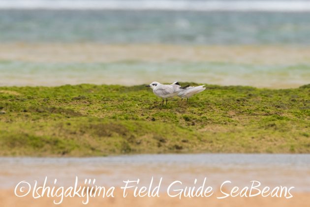 9%e6%9c%8820%e6%97%a5%e7%9f%b3%e5%9e%a3%e5%b3%b6%e3%83%90%e3%83%bc%e3%83%89%e3%82%a6%e3%82%aa%e3%83%83%e3%83%81%e3%83%b3%e3%82%b0%ef%bc%86%e9%87%8e%e9%b3%a5%e6%92%ae%e5%bd%b1%e3%82%ac%e3%82%a4