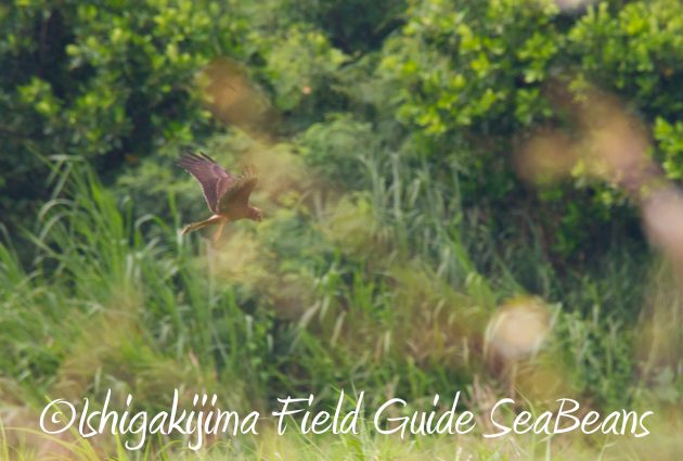 9月3日石垣島バードウオッチング＆野鳥撮影ガイド16