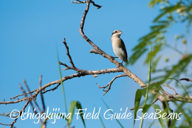 9%e6%9c%8812%e6%97%a5%e7%9f%b3%e5%9e%a3%e5%b3%b6%e3%83%90%e3%83%bc%e3%83%89%e3%82%a6%e3%82%aa%e3%83%83%e3%83%81%e3%83%b3%e3%82%b0%ef%bc%86%e9%87%8e%e9%b3%a5%e6%92%ae%e5%bd%b1%e3%82%ac%e3%82%a4