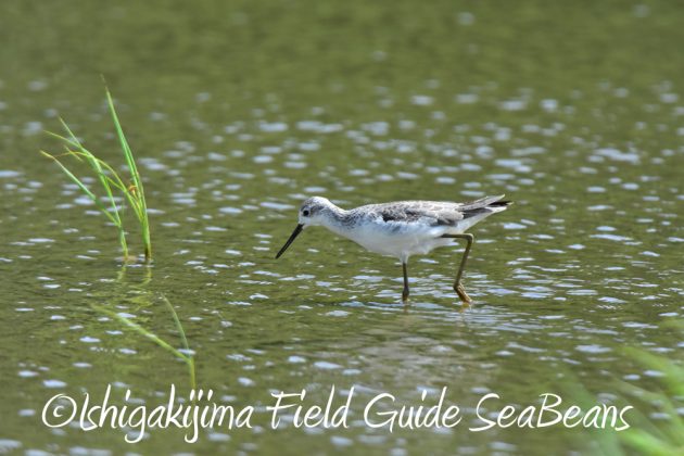 9%e6%9c%8816%e6%97%a5%e7%9f%b3%e5%9e%a3%e5%b3%b6%e3%81%ae%e9%87%8e%e9%b3%a5%e3%81%9f%e3%81%a17