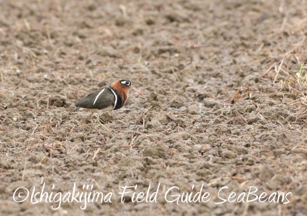 9%e6%9c%888%e6%97%a5%e7%9f%b3%e5%9e%a3%e5%b3%b6%e3%83%90%e3%83%bc%e3%83%89%e3%82%a6%e3%82%aa%e3%83%83%e3%83%81%e3%83%b3%e3%82%b0%e3%82%ac%e3%82%a4%e3%83%8910