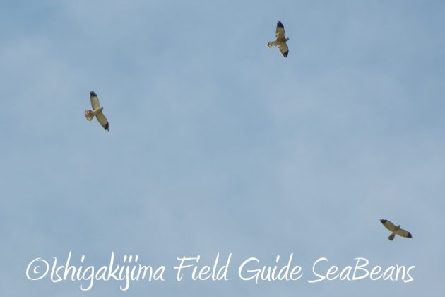 9%e6%9c%8821%e6%97%a5%e7%9f%b3%e5%9e%a3%e5%b3%b6%e3%83%90%e3%83%bc%e3%83%89%e3%82%a6%e3%82%aa%e3%83%83%e3%83%81%e3%83%b3%e3%82%b0%ef%bc%86%e9%87%8e%e9%b3%a5%e6%92%ae%e5%bd%b1%e3%82%ac%e3%82%a4