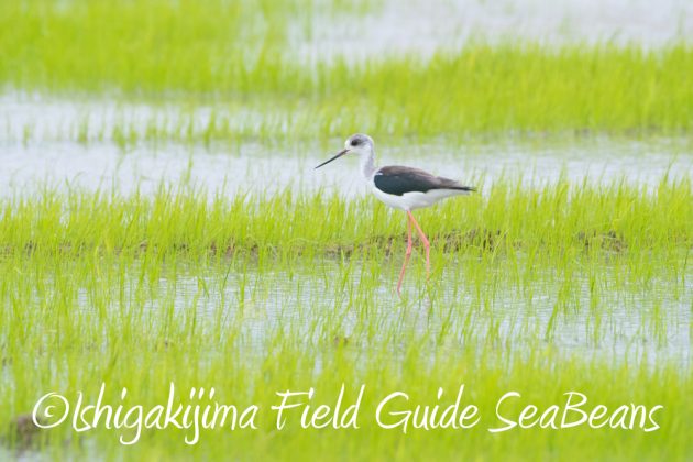 9%e6%9c%8817%e6%97%a5%e5%8f%b0%e9%a2%a816%e5%8f%b7%e9%80%9a%e9%81%8e%e5%be%8c%e3%81%ae%e7%9f%b3%e5%9e%a3%e5%b3%b6%e3%81%ae%e9%87%8e%e9%b3%a5%e9%81%946