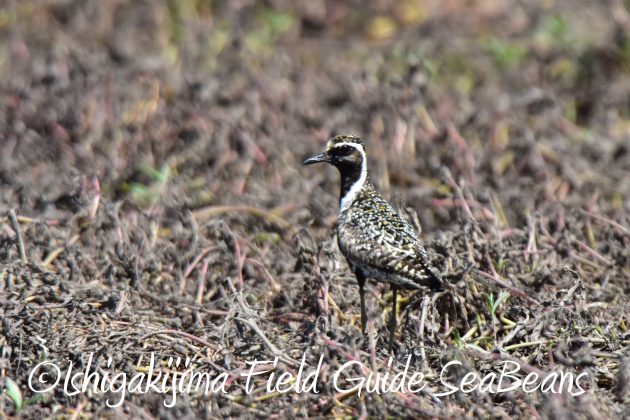 9月4日石垣島バードウオッチング&野鳥撮影ガイド11