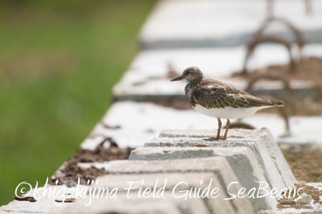 9%e6%9c%8823%e6%97%a5%e7%9f%b3%e5%9e%a3%e5%b3%b6%e3%83%90%e3%83%bc%e3%83%89%e3%82%a6%e3%82%aa%e3%83%83%e3%83%81%e3%83%b3%e3%82%b0%ef%bc%86%e9%87%8e%e9%b3%a5%e6%92%ae%e5%bd%b1%e3%82%ac%e3%82%a4