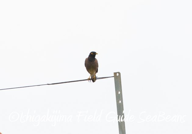 9%e6%9c%889%e6%97%a5%e7%9f%b3%e5%9e%a3%e5%b3%b6%e3%83%90%e3%83%bc%e3%83%89%e3%82%a6%e3%82%aa%e3%83%83%e3%83%81%e3%83%b3%e3%82%b0%ef%bc%86%e9%87%8e%e9%b3%a5%e6%92%ae%e5%bd%b1%e3%82%ac%e3%82%a4%e3%83%89