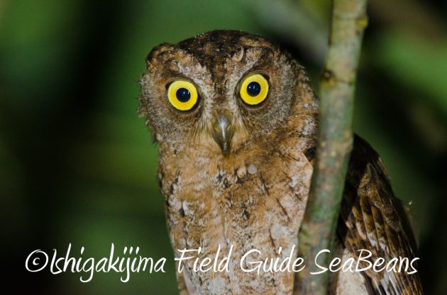 9%e6%9c%8814%e6%97%a5%e7%9f%b3%e5%9e%a3%e5%b3%b6%e3%83%8a%e3%82%a4%e3%83%88%e3%83%84%e3%82%a2%e3%83%bc3