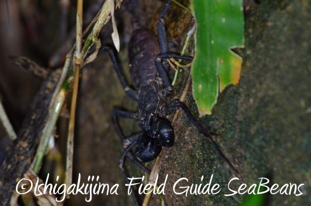 9%e6%9c%8812%e6%97%a5%e7%9f%b3%e5%9e%a3%e5%b3%b6%e3%83%8a%e3%82%a4%e3%83%88%e3%83%84%e3%82%a2%e3%83%bc18