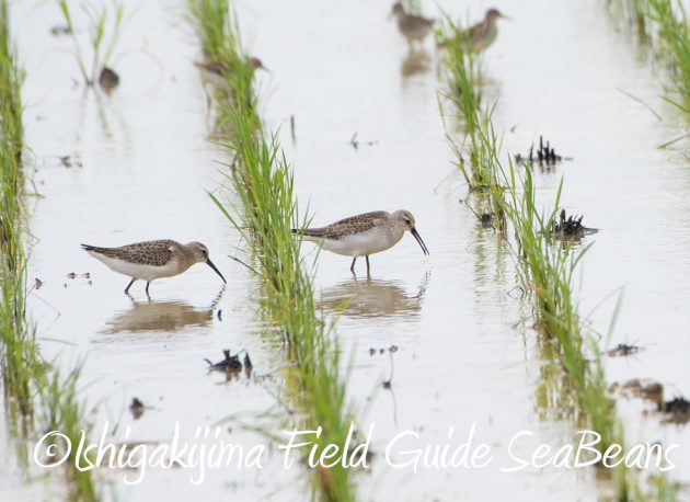 9%e6%9c%8810%e6%97%a5%e7%9f%b3%e5%9e%a3%e5%b3%b6%e3%83%90%e3%83%bc%e3%83%89%e3%82%a6%e3%82%aa%e3%83%83%e3%83%81%e3%83%b3%e3%82%b0%ef%bc%86%e9%87%8e%e9%b3%a5%e6%92%ae%e5%bd%b1%e3%82%ac%e3%82%a4