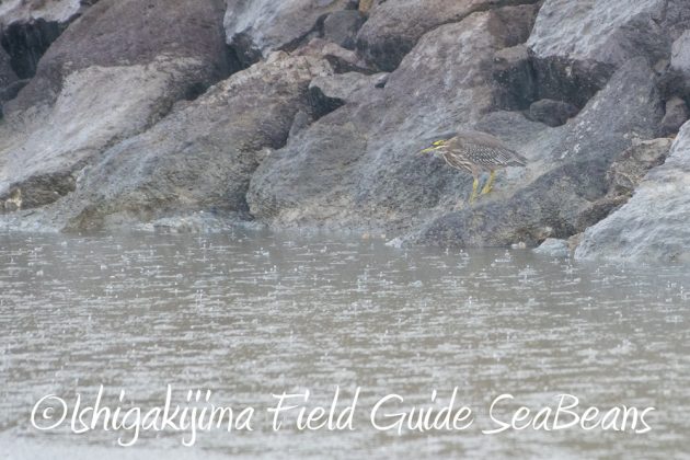 9%e6%9c%8822%e6%97%a5%e7%9f%b3%e5%9e%a3%e5%b3%b6%e3%83%90%e3%83%bc%e3%83%89%e3%82%a6%e3%82%aa%e3%83%83%e3%83%81%e3%83%b3%e3%82%b0%ef%bc%86%e9%87%8e%e9%b3%a5%e6%92%ae%e5%bd%b1%e3%82%ac%e3%82%a4