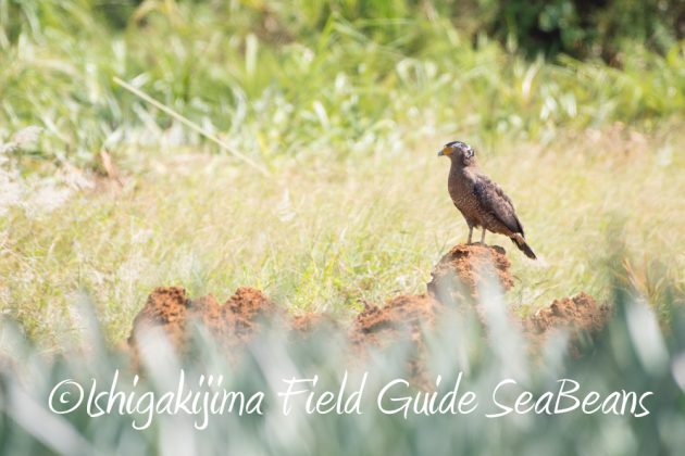 9%e6%9c%8824%e6%97%a5%e7%9f%b3%e5%9e%a3%e5%b3%b6%e3%83%90%e3%83%bc%e3%83%89%e3%82%a6%e3%82%aa%e3%83%83%e3%83%81%e3%83%b3%e3%82%b0%ef%bc%86%e9%87%8e%e9%b3%a5%e6%92%ae%e5%bd%b1%e3%82%ac%e3%82%a4