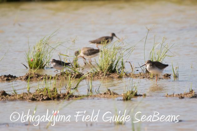 9%e6%9c%8813%e6%97%a5%e7%9f%b3%e5%9e%a3%e5%b3%b6%e3%83%90%e3%83%bc%e3%83%89%e3%82%a6%e3%82%aa%e3%83%83%e3%83%81%e3%83%b3%e3%82%b0%ef%bc%86%e9%87%8e%e9%b3%a5%e6%92%ae%e5%bd%b1%e3%82%ac%e3%82%a4