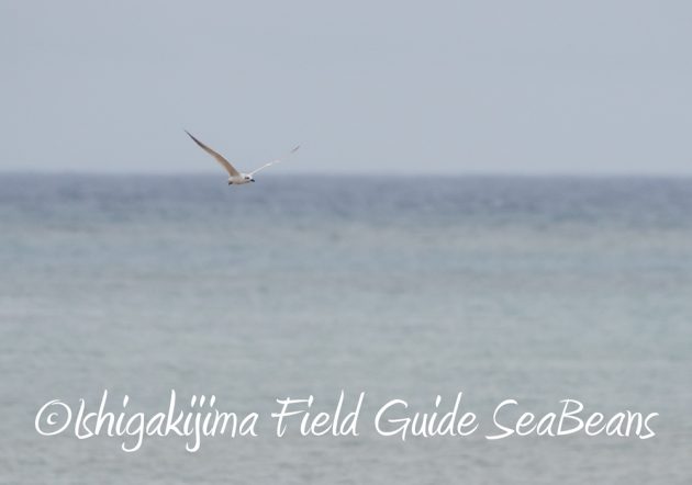 C-_Users_SeaBeans_Desktop_9月5日石垣島バードウオッチング＆野鳥撮影ガイド16